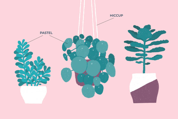 DRY LINERS SET DI PENNELLI PROCREATE